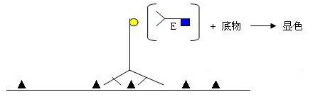 生物技术专业介绍