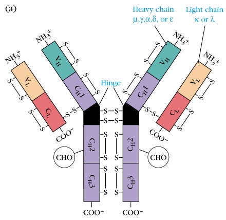 免疫球蛋白分子的基本结构
