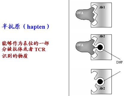 常用的半抗原与蛋白偶联方法简介