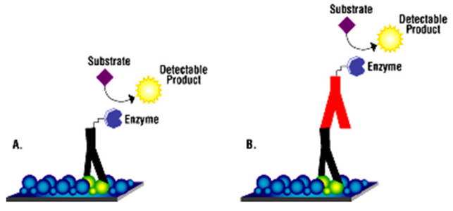 蛋白质免疫印迹（Western Blot ）-底物化学发光ECL法